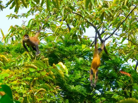 Tortuguero National Park, Limon, Costa Rica