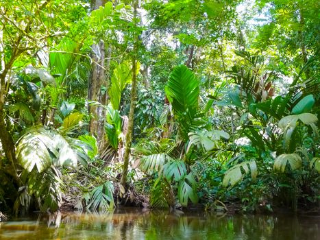 Tortuguero National Park, Limon, Costa Rica