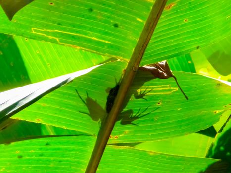 Tortuguero National Park, Limon, Costa Rica