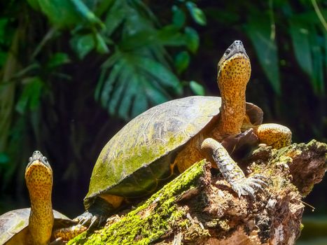 Tortuguero National Park, Limon, Costa Rica