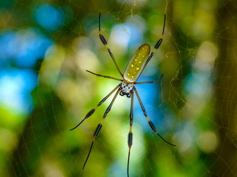 Golden Orb Spider in its web in Cahuita Beach in Costa Rica