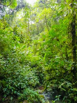 La Paz Waterfall Gardens Nature Park, Alajuela, Costa Rica