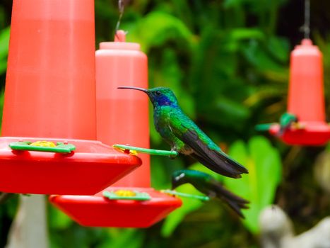 Hummingbird feeding from a red feeder in Costa Rica