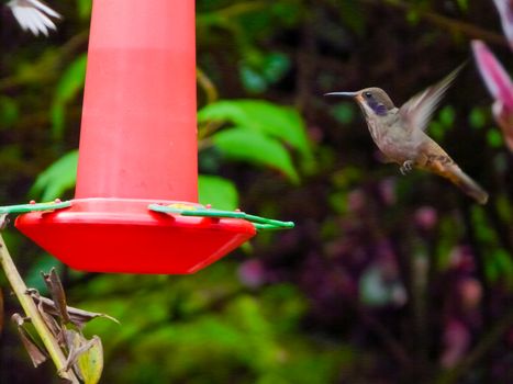Hummingbird feeding from a red feeder in Costa Rica