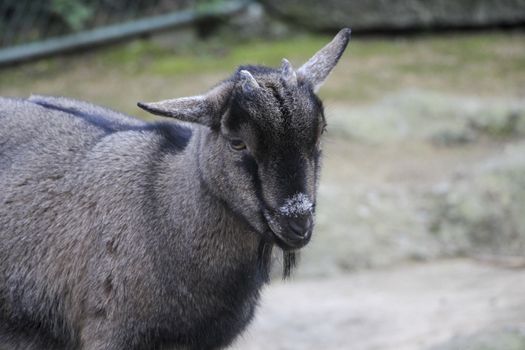 black and grey goat looking into camera with copy space