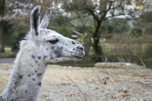 portrait of lama with the funny look. Shot in natural environment in a zoo