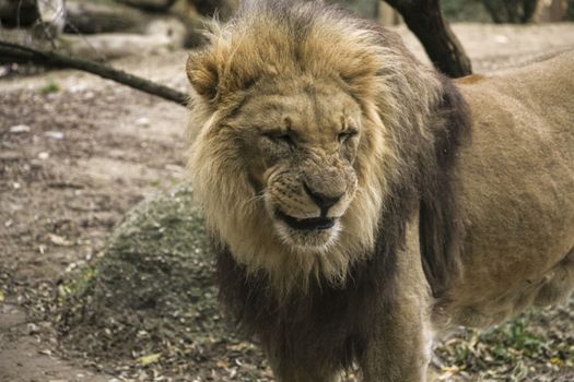 lion in a zoo resting and playing in a natural environment