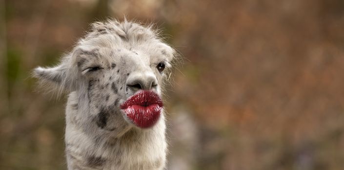 funny thank you kiss card with a lama giving a kiss