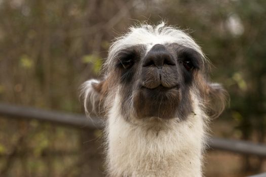 portrait of lama with the funny look. Shot in natural environment in a zoo