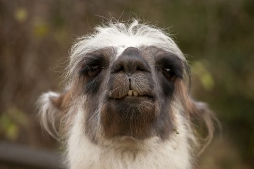 portrait of lama with the funny look. Shot in natural environment in a zoo