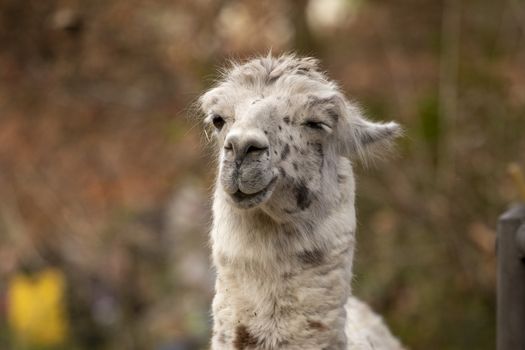 portrait of lama with the funny look. Shot in natural environment in a zoo
