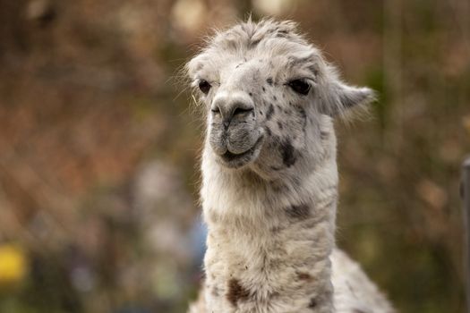 portrait of lama with the funny look. Shot in natural environment in a zoo