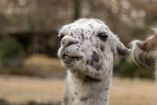 portrait of lama with the funny look. Shot in natural environment in a zoo