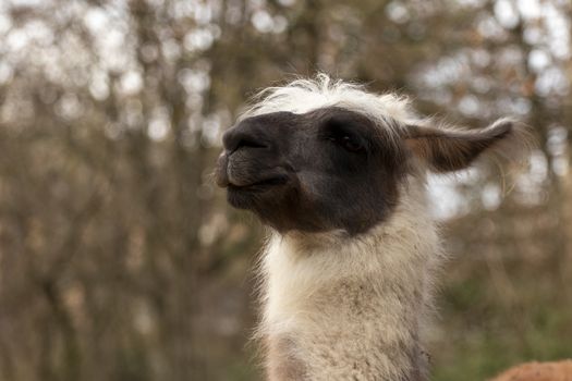 portrait of lama with the funny look. Shot in natural environment in a zoo