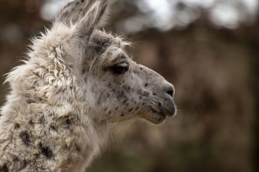 portrait of lama with the funny look. Shot in natural environment in a zoo