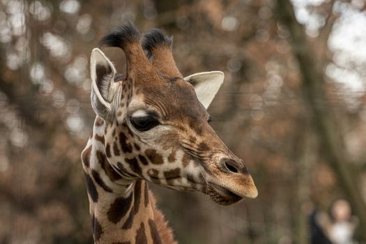 portrait of a giraffe head with big years and a funny look