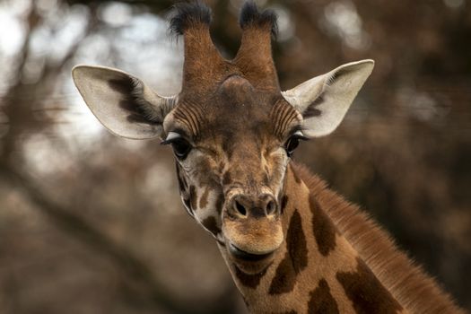 portrait of a giraffe head with big years and a funny look