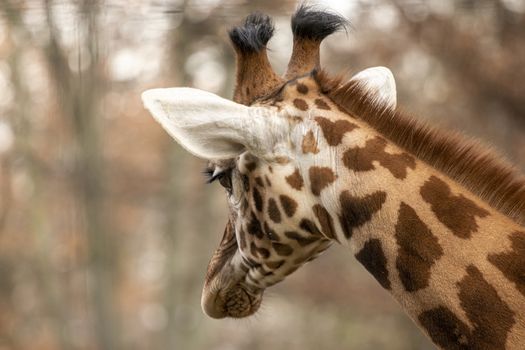 portrait of a giraffe head with big years and a funny look