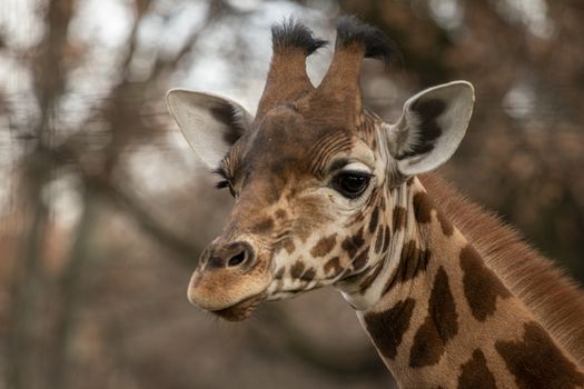 portrait of a giraffe head with big years and a funny look