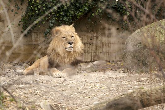 lion in a zoo resting and playing in a natural environment