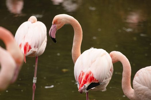 pink flamingo at a water front cleaning an chattering