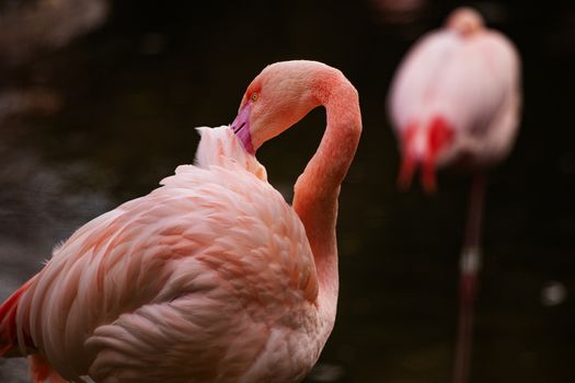 pink flamingo at a water front cleaning an chattering