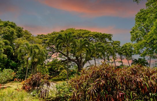 Dense tropical trees in a lush rain forest