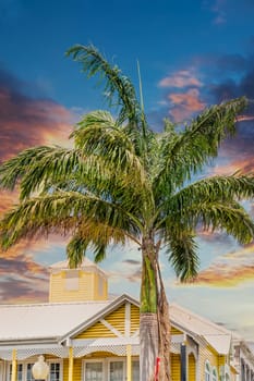 Palm trees in St Kitts by colorful tropical buildings