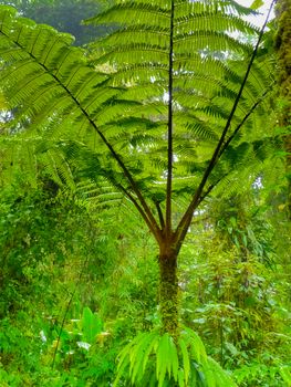 Monteverde national park, Puntarenas, Costa Rica