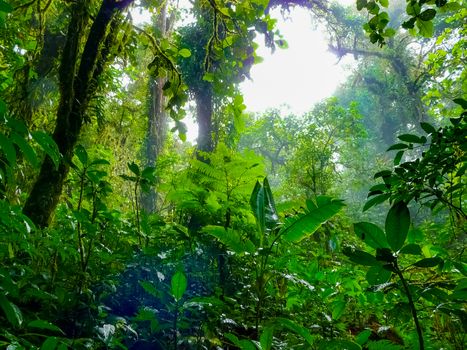 Monteverde national park, Puntarenas, Costa Rica