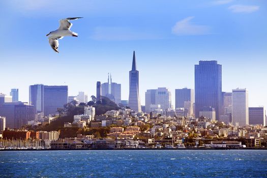 Seagull flying over the bay on the background of San Francisco