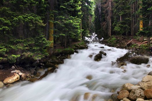 Forest landscape and mountain river  in the vicinity of Dombay, Russia