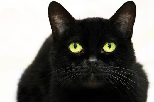 Beautiful black cat on white background .