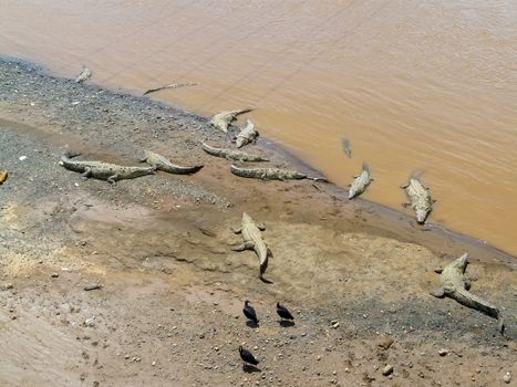 Crocodile, Tarcoles River, Alajuela, Orotina, Costa Rica