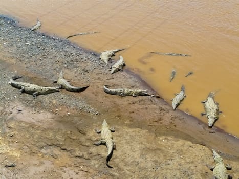 Crocodile, Tarcoles River, Alajuela, Orotina, Costa Rica