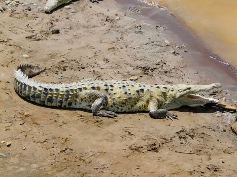 Crocodile, Tarcoles River, Alajuela, Orotina, Costa Rica