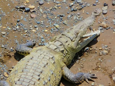 Crocodile, Tarcoles River, Alajuela, Orotina, Costa Rica