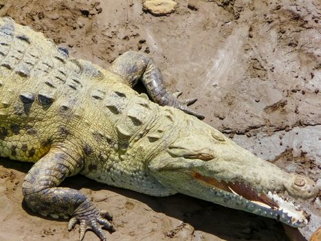 Crocodile, Tarcoles River, Alajuela, Orotina, Costa Rica