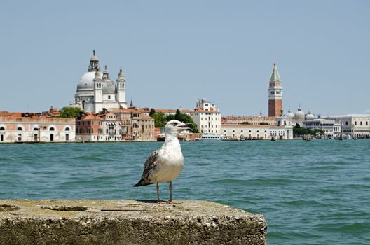 A young herring gull, latin name Larus argentatus gasping in awe at the magnificent view across the Giudecca Canal towards Santa Maria della Salute church and St Mark's Square on a sunny, summer day in Venice, Italy.