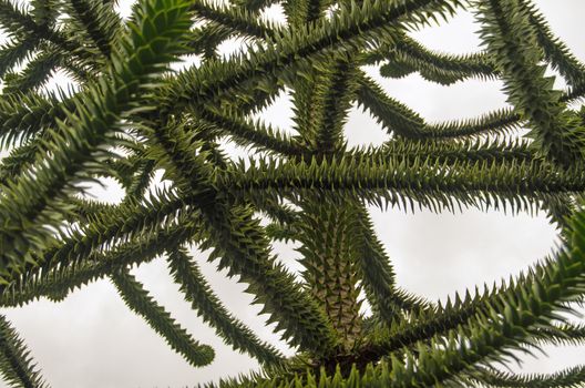Branches and spikey leaves of a monkey puzzle tree, latin name Araucaria araucana against a grey and overcast sky.  