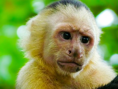 White-faced capuchin monkey, Manuel Antonio National Park, Quepos, Costa Rica