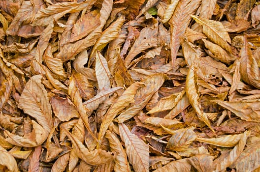 Fallen leaves lying on the ground in Autumn