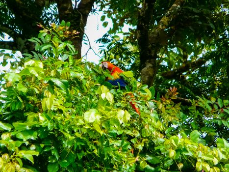 Corcovado National Park, Osa Peninsula, Costa Rica