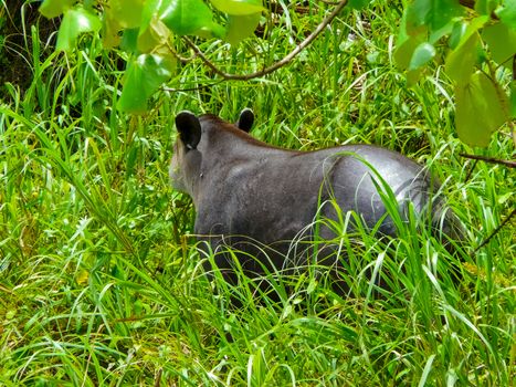 Tapir in Corcovado National Park, Osa Peninsula, Costa Rica