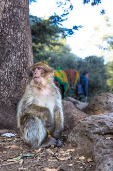 Ifrane Azrou, monkeys in the forest in Morocco.