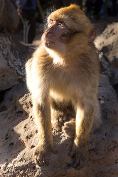 Ifrane Azrou, monkeys in the forest in Morocco.