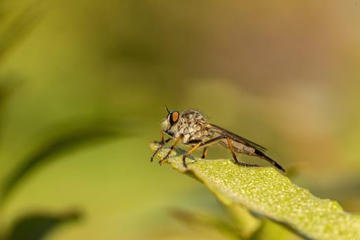 Macro shot of a robber fly resting on a leaf with blurred out background. 