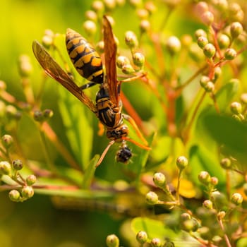 A large black and yellow wasp hanging from a plant whilst eating another smaller insect.