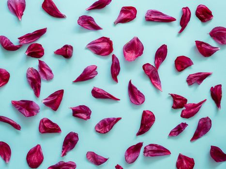 Red burgundy peony petals flat lay on blue background. Flower petals for minimal holiday concept. Creative layout made of flowers leaves. Flat lay pattern.