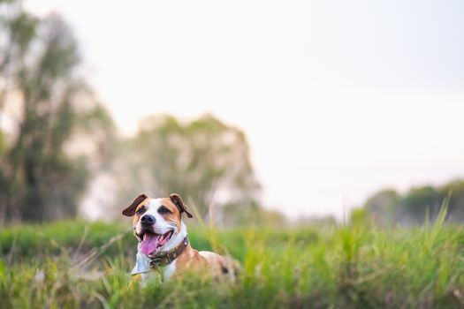 Happy active dog in the meadows, shallow depth of field and copy space. Staffordshire terrier or boxer mutt rests in fresh green grass
